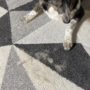 Pawly Grooming Gloves